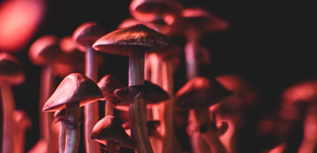 photo of mushrooms in dramatic red lighting